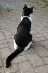 Colonia felina