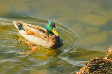 Ducks hunt for fish between lily