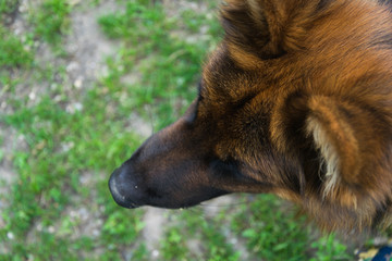 head of German shepherd close up with grass in background