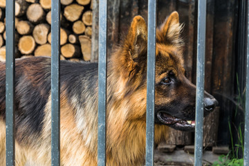 German shepherd in dog shelter. behind the bars