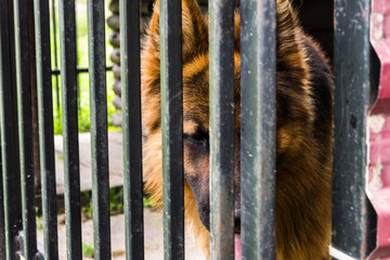 German shepherd in dog shelter. behind the bars