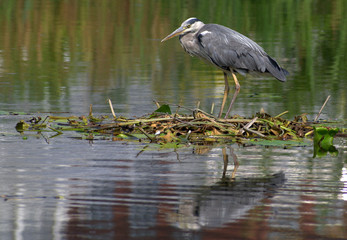 The heron