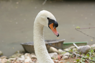 Obraz premium Swan 