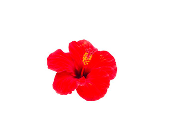 flower of hibiskus isolated on the white background © dadamira