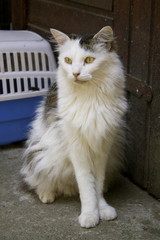 Fototapeta premium Colonia felina