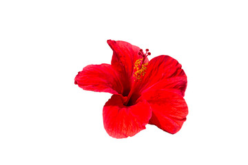 flower of hibiskus isolated on the white background © dadamira