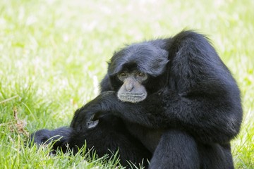 Siamang Gibbon (Symphalangus syndactylus)