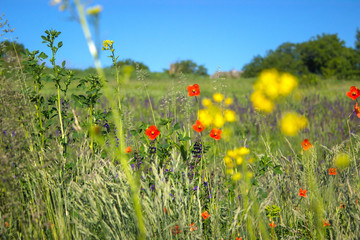 red poppy field