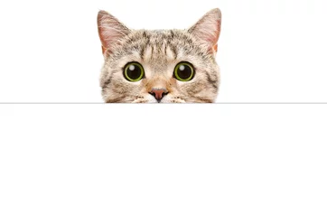 Fototapete Katze Porträt einer schottischen geraden Katze, die hinter einem Banner hervorschaut, isoliert auf weißem Hintergrund