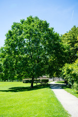 trees in park with path