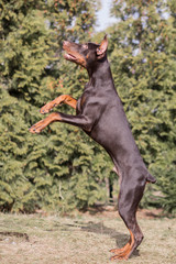 doberman skok © Marta