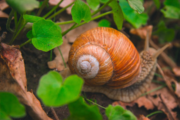 Snail Shell Horns Nature Sunny day