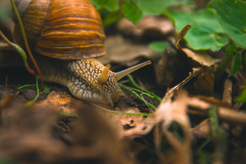 Snail Shell Horns Nature Sunny day