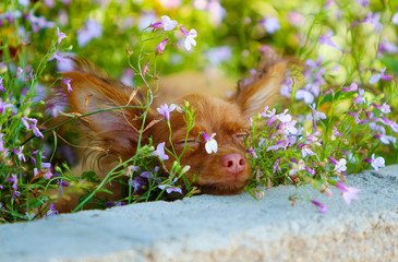 Red-haired puppy sleeps in a flower bed. A small dog is resting in the park. Long-haired Russian Toy Terrier. Horizontal image.