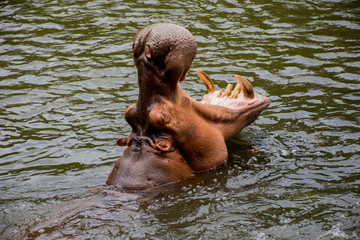 hippo
