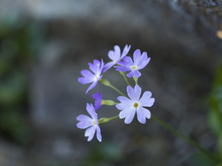 ユキワリソウ(Primula modesta)
