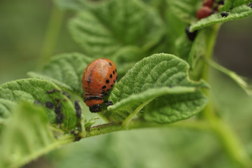 Red larva of the Colorado potato beetle eats potato leaves