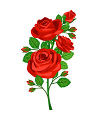 Beautiful red roses with buds  on white background