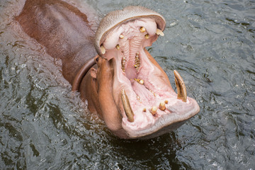 hippo