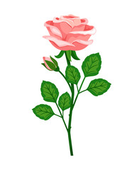 Beautiful pink rose with bud on white background