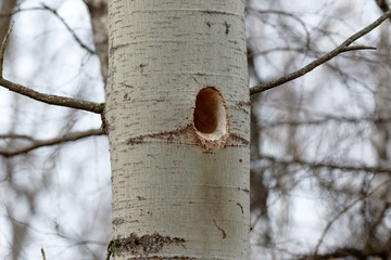Dryocopus martius. The nest (hole) of the Black Woodpecker in nature.