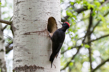 Dryocopus martius. The nest (hole) of the Black Woodpecker in nature.