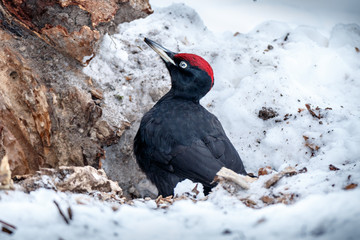 Black Woodpecker (Dryocopus martius)