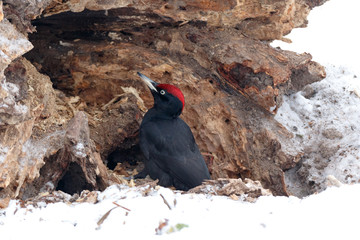 Black Woodpecker (Dryocopus martius)