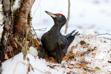 Black Woodpecker (Dryocopus martius)