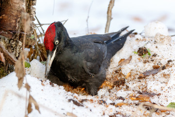 Black Woodpecker (Dryocopus martius)