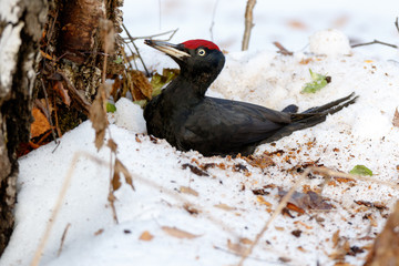 Black Woodpecker (Dryocopus martius)