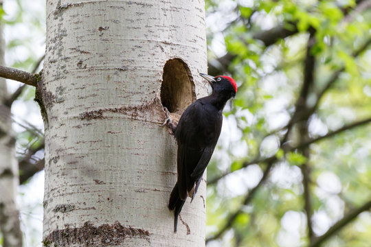 Dryocopus martius. The nest (hole) of the Black Woodpecker in nature.