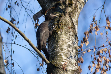 Black Woodpecker (Dryocopus martius).