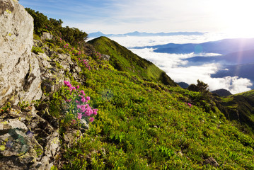 Carpathian Rhododendron at the time of flowering.