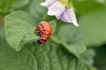 Red larva of the Colorado potato beetle