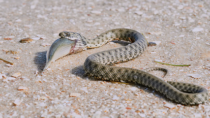 Snake River Natrix reptile head swallowed goby fish