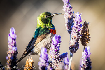Hummingbird