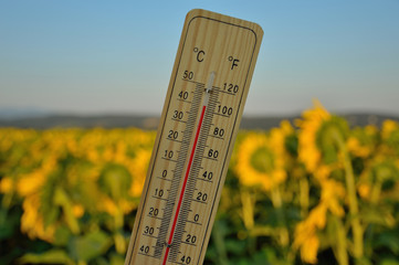 Mercury wooden thermometer shows very high temperature. Temperatures in Celsius and Fahrenheit degrees. Hot summer weather. Forty degrees over zero during the day.