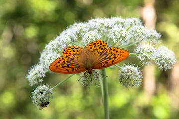 Closeup butterfly on flower
