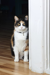 Calico Cat Sitting Next To Wall