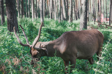 Fototapeta premium Mountain deer in the forest among the grass