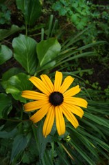 Gelber Sonnenhut, Echinacea,Heilpflanze