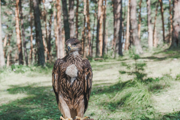 Proud young eagle in the forest