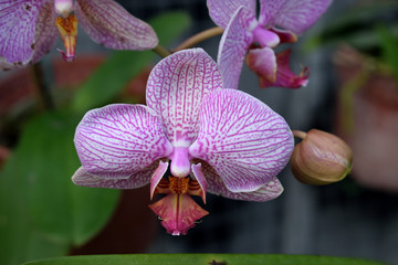 Orchid