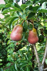 Rote Williamschristbirne, red pear, pera,Kirause,päärynnä,ru