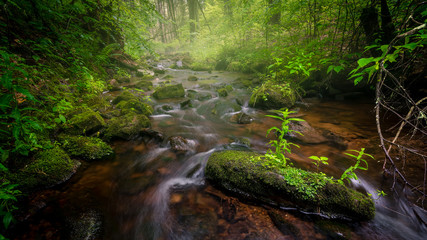 Tillman's Brook on a steamy, humid summer morning in Stokes State Forest, Branchville, NJ