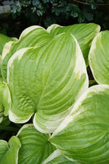 Fototapeta premium Funkie, Hosta, Blatt