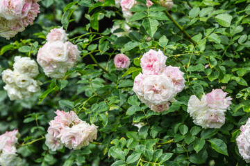 rose bushes