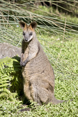 swamp wallaby