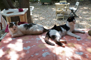 Obraz premium Colonia felina